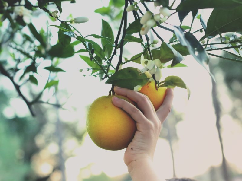 Fruit-Picking Jobs in the UK with Visa Sponsorship